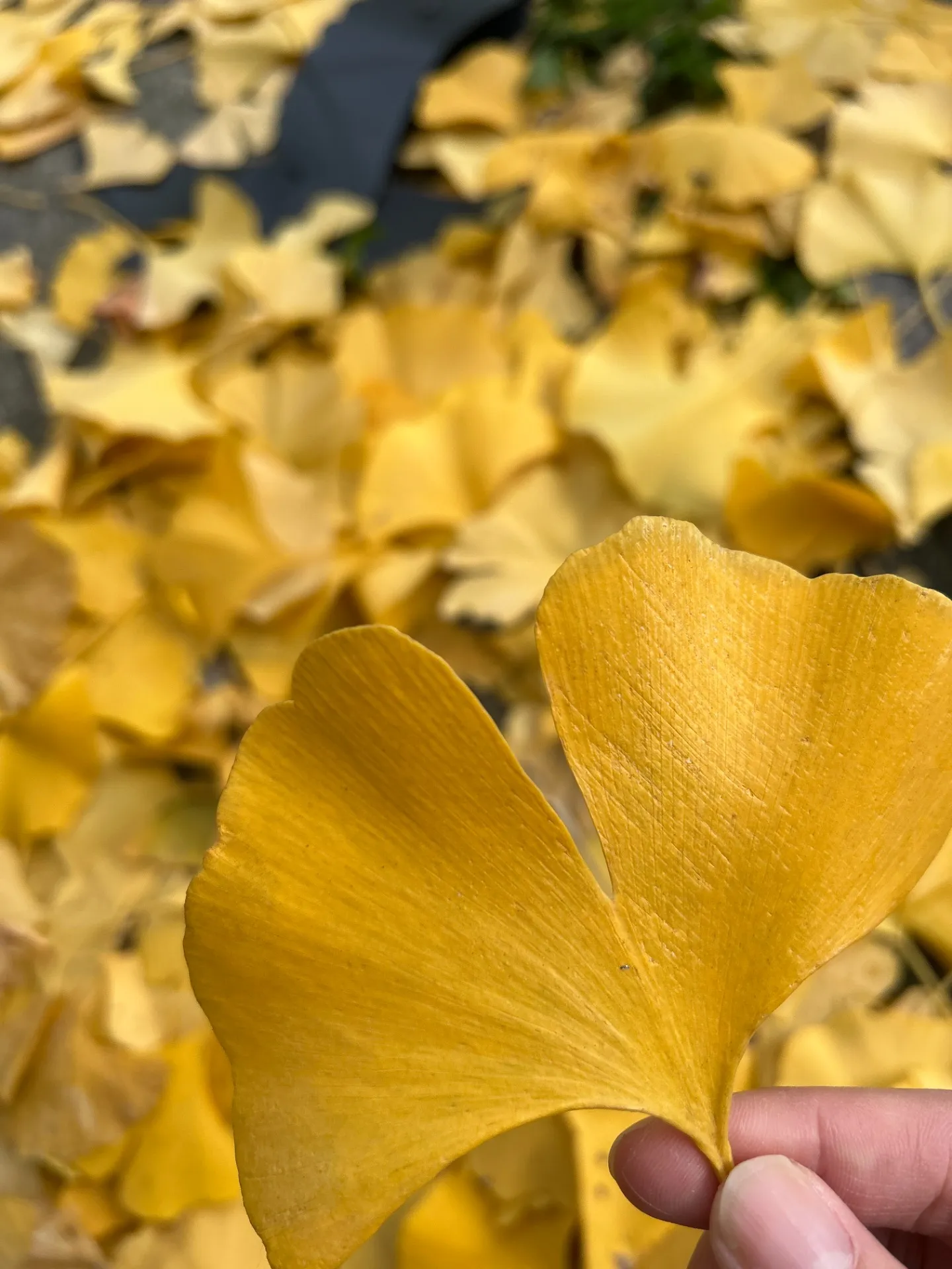 紅葉のついでに。